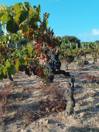 vigna 3