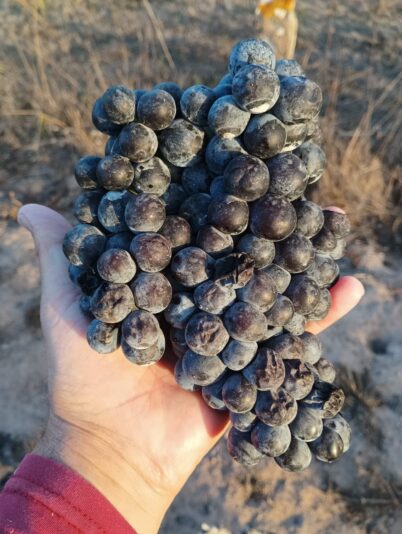vigna 2